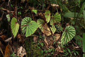 Begonia beryllae, silver spotted and plain green leaf forms, Mt Kinabalu, Sabah, Borneo