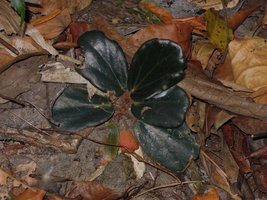 Begonia blancii, almost black form, Palawan, Philippines