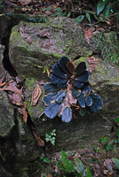 Begonia blancii, blackish form with slight blue iridescence, El Nido, Palawan, Philippines