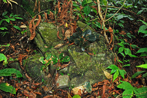Begonia blancii, blackish, marbled and green individuals growing on the same rock, Palawan, El Nido, mai 2011