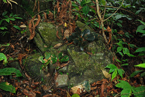Begonia blancii, blackish, marbled and green individuals on the same rock, Palawan, Philippines