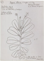 Begonia blancii, design by Francis Hallé in Patrick Blanc's bathroom, April 2012