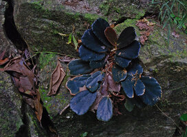 Begonia blancii, El Nido, Palawan, Philippines