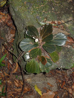 Begonia blancii, individual with ripe capsular fruit, El Nido, Palawan, Philippines