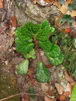Begonia blancii, light spotted form, Palawan, Philippines