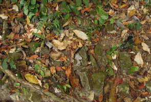 Begonia blancii, mixed population of green, mottled, brown and blackish individuals, El Nido, Palawan, Philippines