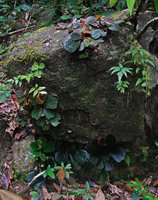 Begonia blancii, mixed population of green, spotted, brown and blackish individuals, El Nido, Palawan, February 2009