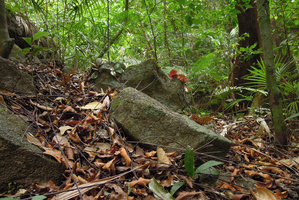 Begonia blancii on rocks, Palawan, Philippines
