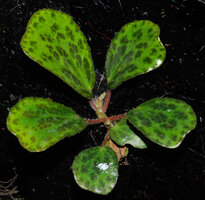 Begonia blancii, Philippines