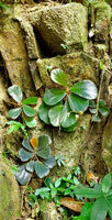 Begonia blancii, plain green and light brown form on vertical mossy rock faces, Bulalacao Falls, El Nido, Palawan, Feb. 2025, photo R. Dupont