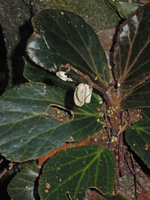 Begonia blancii, rain splash capsule opening through horizontally decaying walls, Palawan, Philippines