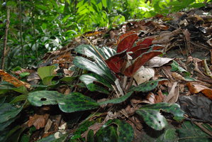Begonia blancii, spotted form on a rock, El Nido, Palawan, Philippines