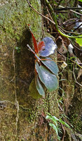 Begonia blancii with a mature fruit on vertical rock face covered with mosses and algae,  Bulalacao Falls, El Nido, Palawan, Feb. 2025, photo S. Passager