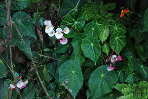 Begonia calderonii, male and female flowers, Finca el Pilar, Antigua, Guatemala