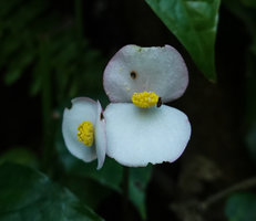 Begonia calderonii, male flowers, Finca el Pilar, Antigua, Guatemala
