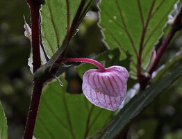 Begonia calliantha, a male flower, Rondon Ridge, 2000 m asl, Mount Hagen, Papua New Guinea