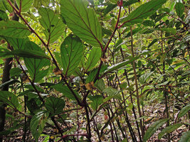 Begonia calliantha, female flower and fruits, Rondon Ridge, 2000 m asl, Mount Hagen, Papua New Guinea