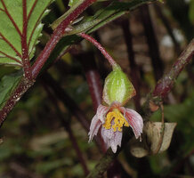 Begonia calliantha, female flower with laciniate tepals, Rondon Ridge, 2000 m asl, Mount Hagen, Papua New Guinea