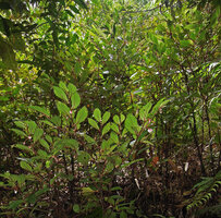Begonia calliantha, population of two m tall shrubs with brown stems in forest understory, Rondon Ridge, 2000 m asl, Mount Hagen, Papua New Guinea