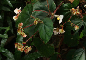 Begonia cathcartii, densely hairy flowers, leaves and stems, Doi Inthanon NP, 2300 m asl, Thailand