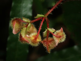 Begonia cathcartii, tepals of flowers covered on the outside abaxial surface by stiff hirsute hairs, Doi Inthanon NP, 2300 m asl, Thailand