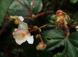 Begonia cathcartii, tepals of male flowers covered on the outside abaxial surface by stiff hirsute hairs, Doi Inthanon NP, 2300 m asl, Thailand