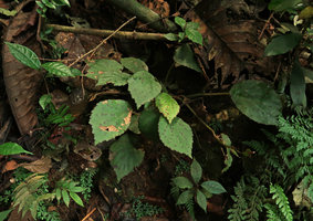 Begonia anisosepala on its vertical deeply shaded earth bank habitat, Kribi, Cameroon