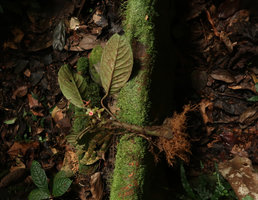 Begonia zenkeriana, erect thick stem deeply rooted in the soil, lower leaf blade with characteristic secondary pinnate veins, Campo, Cameroon