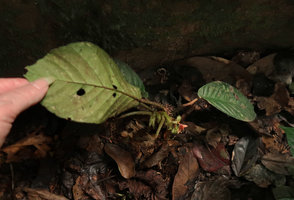Begonia zenkeriana in habitat, lower leaf blade with characteristic secondary pinnate veins, Campo, Cameroon