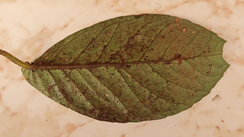 Begonia zenkeriana, lower leaf surface with pinnate venation, Campo, Cameroon