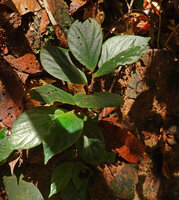 Begonia jamiliana, Deramakot FR, Sabah, Borneo