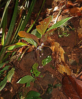 Begonia jamiliana, flowering on vertical earth bank, Deramakot FR, Sabah, Borneo