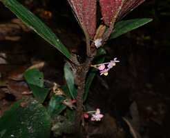 Begonia jamiliana, form with dark purple leaves underneath and pink male flowers, Deramakot FR, Sabah, Borneo
