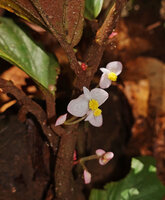 Begonia jamiliana, thick succulent stem and white male flowers with two wide and two narrow tepals, Deramakot FR, Sabah, Borneo