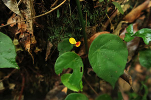Begonia mildbraedii, male flower, Kribi, Cameroon
