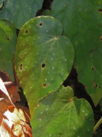 Begonia mindorensis, faint silver white spotted form, Nagkalikalit waterfall, El Nido, Palawan, Philippines