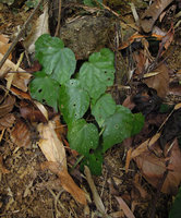 Begonia mindorensis, silver white spotted form, Nagkalikalit waterfall, El Nido, Palawan, Philippines