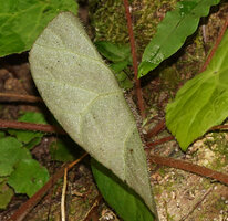Begonia cf. muricata, dense hairy indumentum along the main veins of the abaxial leaf durface and short hairs on leaf margin, Lisabata, Saleman, Seram, Moluccas.