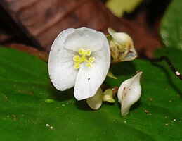 Begonia cf. muricata, female flower at anthesis and male flower buds, Lisabata, Saleman, Seram, Moluccas.