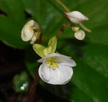Begonia cf. muricata, female flower with two large and two smaller tepals and three parted bilobed stigma and winged ovary, Lisabata, Saleman, Seram, Moluccas.