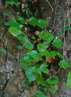Begonia cf. muricata flowering in its karst fissure habitat, Lisabata, Saleman, Seram, Moluccas.
