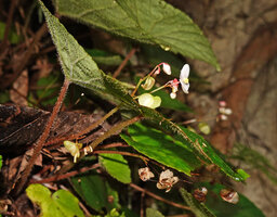 Begonia cf. muricata, hairy petioles and abaxial leaf surface, inflorescences and old recurved fruits, Lisabata, Saleman, Seram, Moluccas.