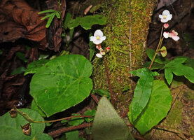 Begonia cf. muricata, long peduncled inflorescences exposing the flowers above the foliage, Lisabata, Saleman, Seram, Moluccas.