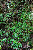 Begonia cf. muricata, population along the base of a vertical shaded karst cliff, Lisabata, Saleman, Seram, Moluccas