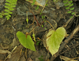 Begonia cf. togashii, a species with seasonal leaves, in december, rhizome creeping at surface of limestone rock, Pyin U Lwin, Myanmar