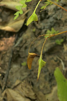 Begonia cf. togashii, a tuberous species with seasonal leaves in dry bamboo forest, dry capsular fruits with one long hanging wing, Pyin U Lwin, Myanmar