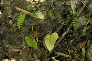 Begonia cf. togashii, a tuberous species with seasonal leaves in dry bamboo forest, Pyin U Lwin, Myanmar