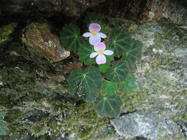 Begonia cf. parvula flowering on vertical limestone rock, Doi Pha Tang, Chiang Rai, Thailand.
