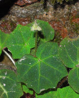 Begonia cf. parvula, hairy flower peduncle and bracts, Doi Pha Tang, Chiang Rai, Thailand.