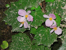 Begonia cf. parvula, male and female flowers, Doi Pha Tang, Chiang Rai, Thailand.